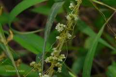 Cuscuta campestris